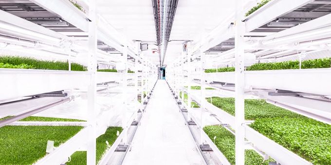 A Unique Farm is Growing in the Underground Tunnels of London