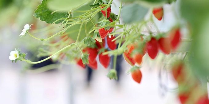 Technology Beats Humans at Growing Strawberries at Greenhouses in Pinduoduo Smart Agriculture Competition