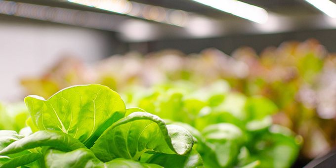 Three Ways to Maximize a Vertical Farm’s Potential	