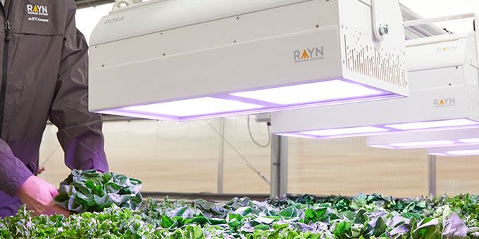 Lighting Solutions for Horticultural Applications
