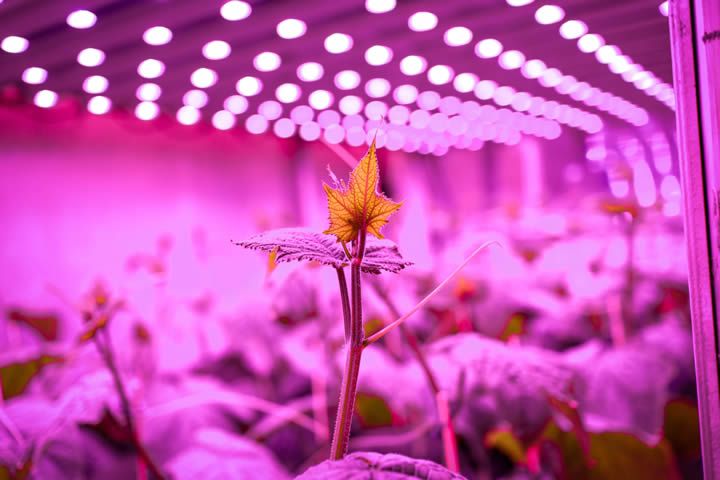 Signify foresees a bright future for vertical farming, driven by automation and diversification