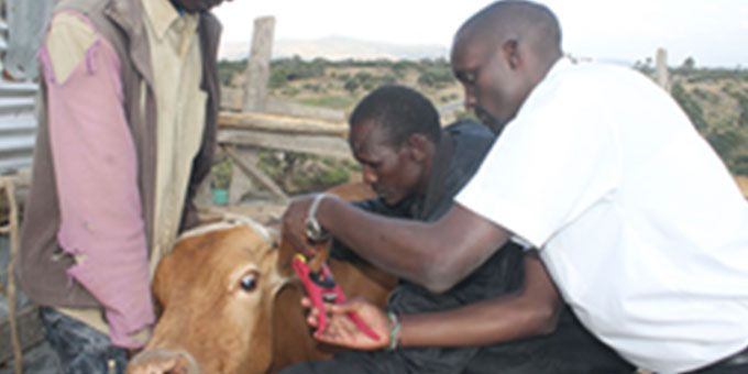 RippleNami Powers Kenya's First Real-time Livestock Traceability Programme Enabling Trade and Food Safety