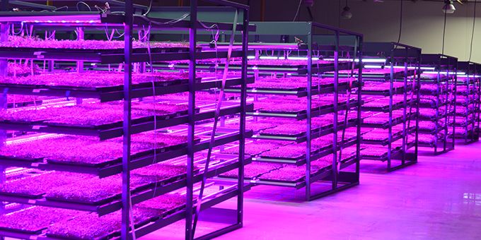 The Growth of Vertical Farms: A Case Study