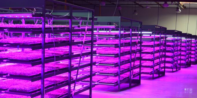 LEDs Have a Growing Impact in Urban Farming