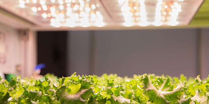 2022 Top Article - Indoor Agriculture: Driving up LED Efficiency to Reduce the Costs of Artificial Sun