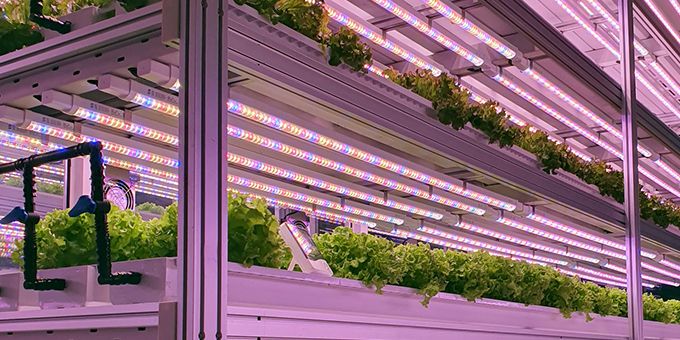 What Is the Future of UK Vertical Farming?
