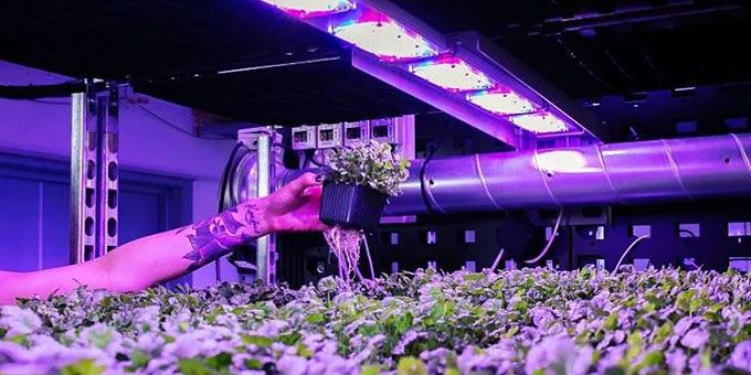 The Potential for Renewable Energy in Vertical Farming