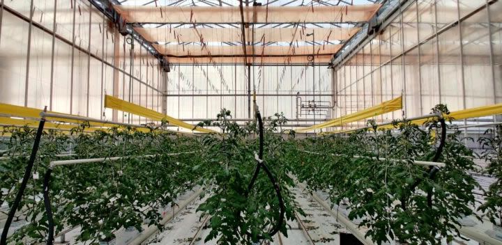 >20% Light Use Efficiency Exhibited in Tomato Trial