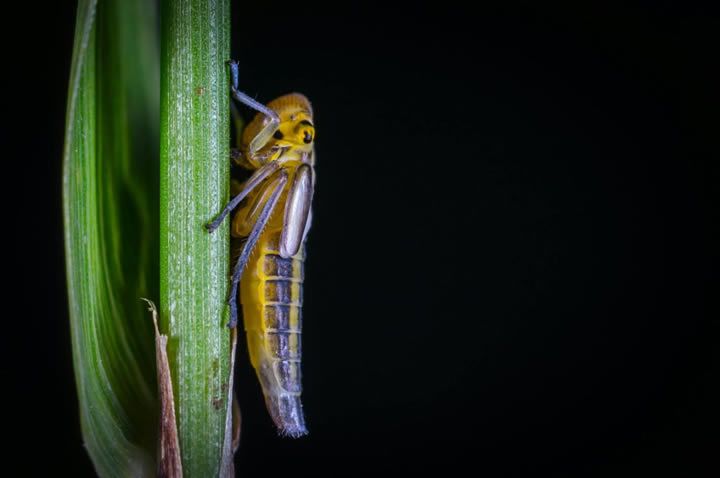 The Value of Insect Monitoring in Modern Agriculture