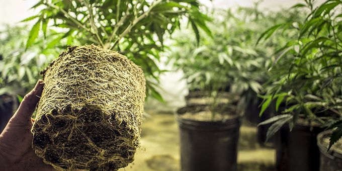Robots + Cannabis Farming