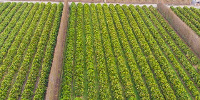 Using Data to Drive Orchard Automation