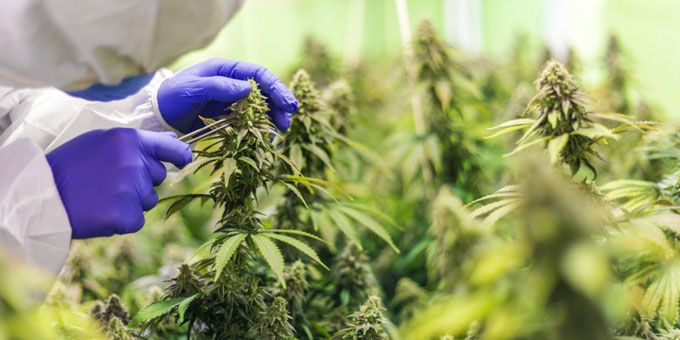 3 Tips For Keeping Your Cannabis Operation Compliant