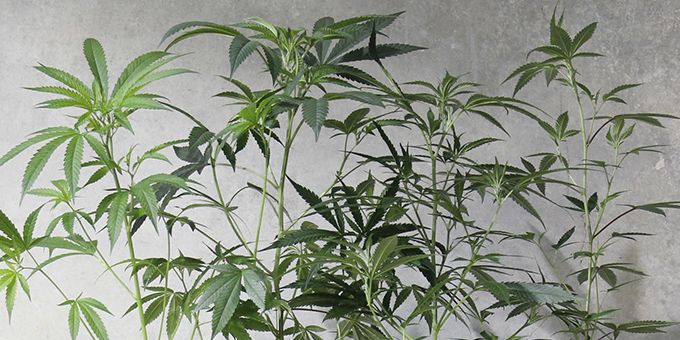 Utilizing Tissue Culture to Produce High-quality Cannabis Clones