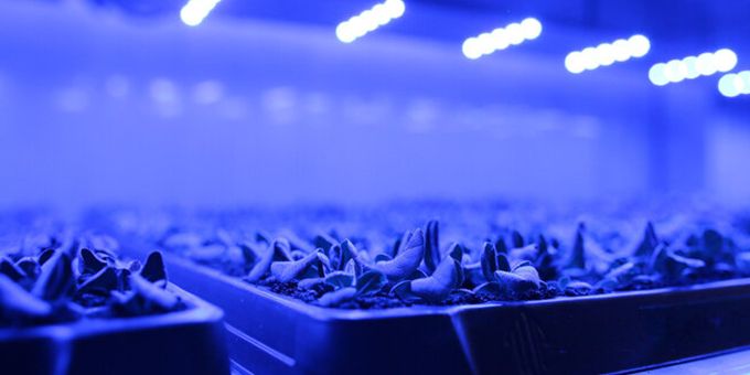Plant Cloning: 4 Easy Steps to Get Started