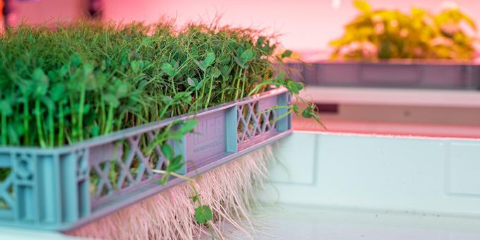 Is Indoor Farming Sustainable?