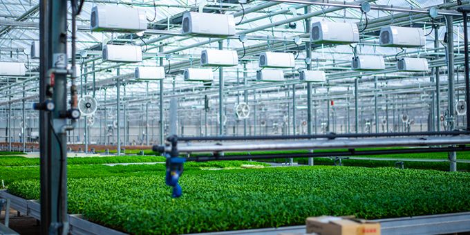 Exploring Ways to Feed the Future in the Autonomous Greenhouse Challenge