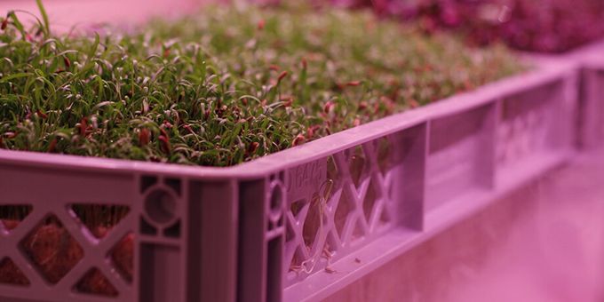 Readers Choice 2020: Space to Grow, or Grow in Space – How Vertical Farms Could Be Ready to Take-off