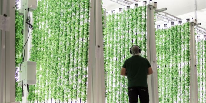 How 4 Young Vertical Farming Visionaries Built a Thriving Business in Just 3 Years