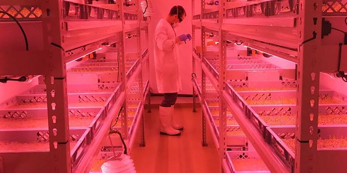Developing and Improving Productivity in Vertical Farms