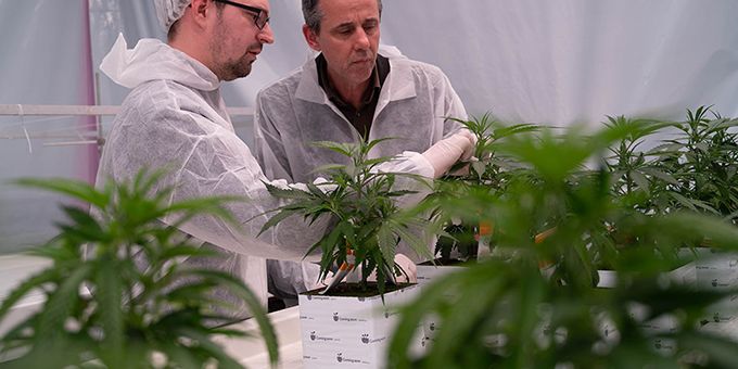 10 Groundbreaking Insights From the Latest Research on Light Spectra for Cannabis	