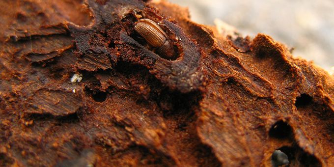 How Pecan Farmers Can Mitigate Ambrosia Beetle Attacks in and After This Pandemic