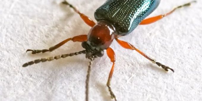 Good Bug Bad Bug – A Point on Prevention	