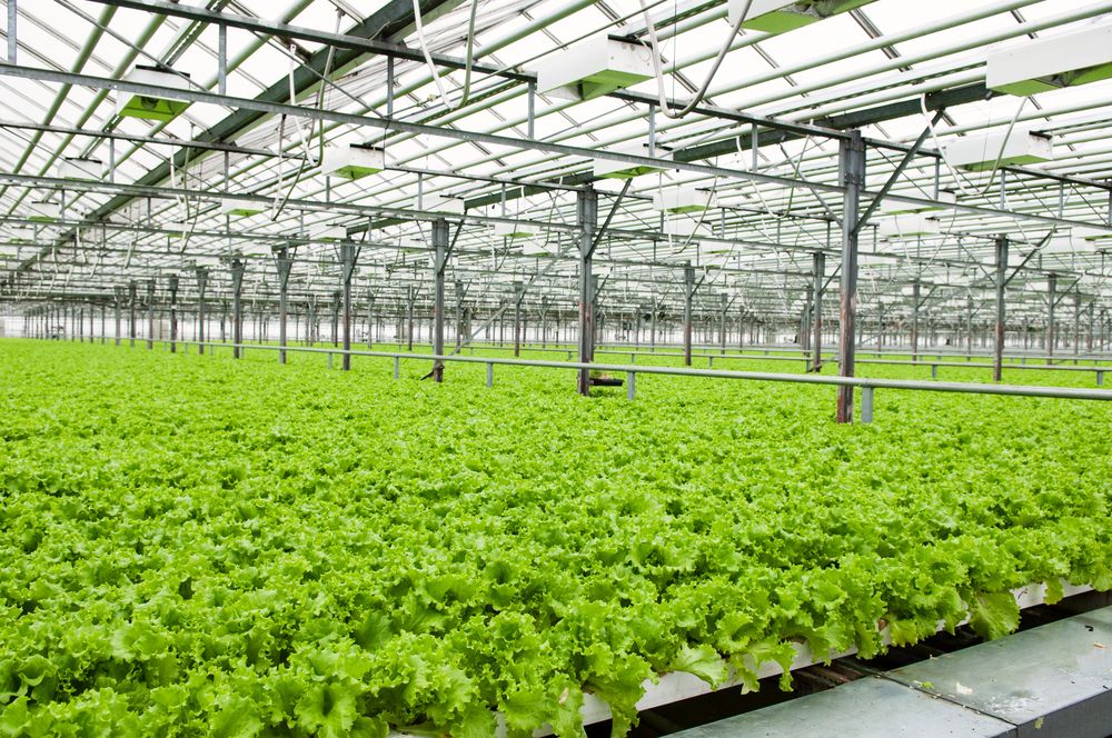 Integrating Sensors Key to Improving Environmental Conditions for Growing