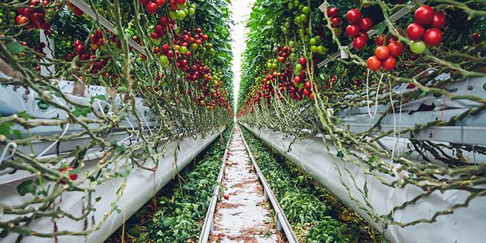 Vertical Farming and the Future of Automation in Agriculture