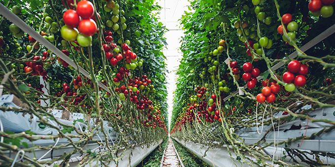 Vertical Farming and the Future of Automation in Agriculture