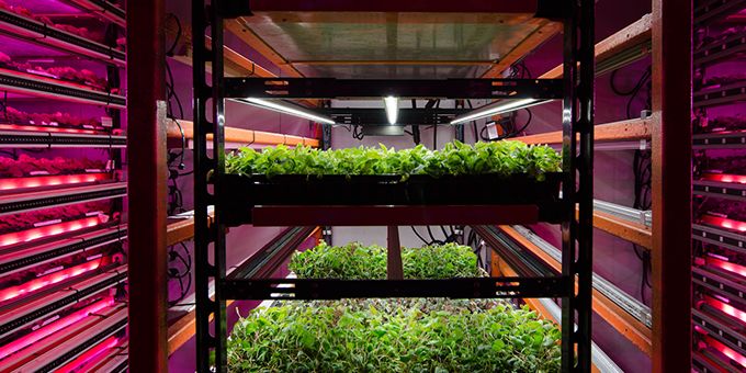 Switching Up Indoors – Why Growers World-wide Are Upgrading to LEDs