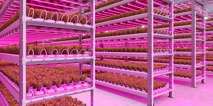 How Growers Can Protect Against Rising Energy Prices and Switch to LED Lighting