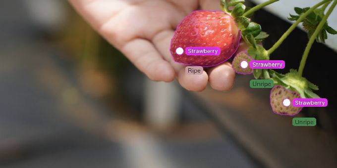 How the University of Lincoln Uses AI to Grow the UK’s Millions of Strawberries to Perfect Ripeness