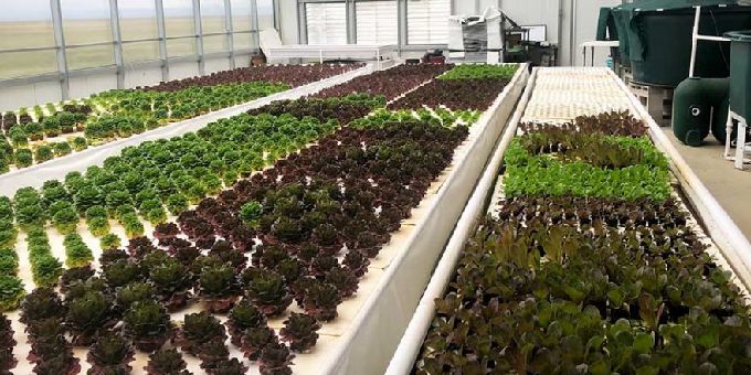 A Guide To Planning A Commercial Aquaponics Greenhouse