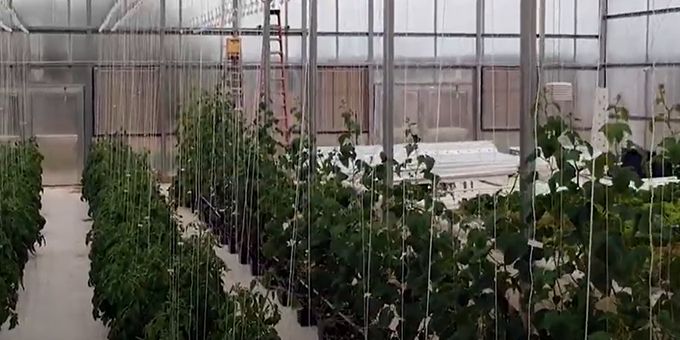 Greenhouses contend with the climate to keep plants growing