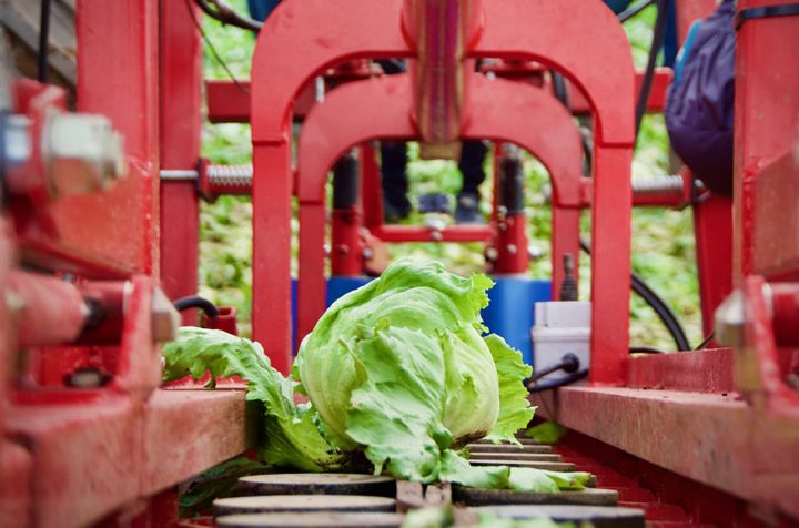 Robot Solution for Automating the Lettuce Harvest