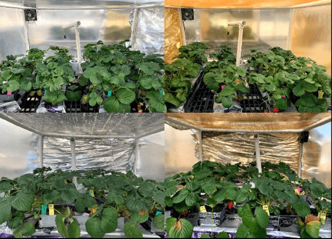 +14-28% Boost in Winter Strawberry Trial