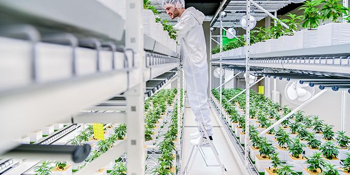 Is Scaffolding a Step Up (or a Step Back) for Your High-density Vertical Grow Rack System?