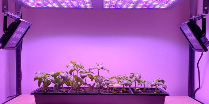 The Effect of Near-Infrared Radiation on Plants
