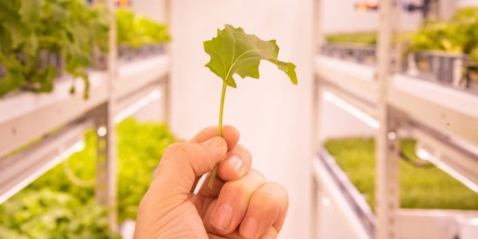 Could the Energy Crisis Power a Renewable Future for the Indoor Farming Industry?