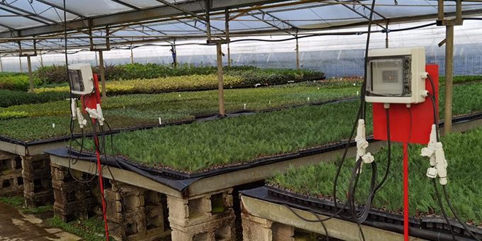 Propagation of Cuttings Using Eh-powerground Electric Heating Mats