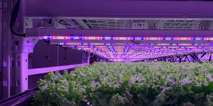 Lighting the Way to Sustainable Agriculture