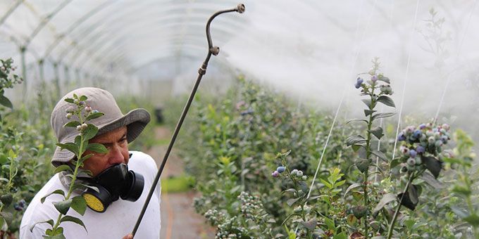 Why Farmers Should Reconsider Pesticide Use – The Value of Pest Monitoring for Sustainability