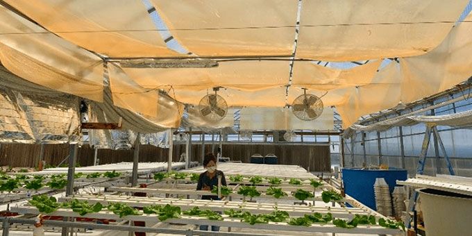 17% Yield Boost in Romaine Lettuce Trial