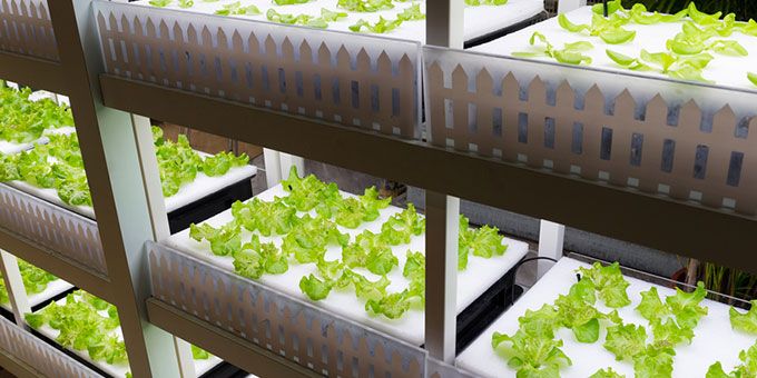 Challenges and Opportunities Faced in Vertical Farming