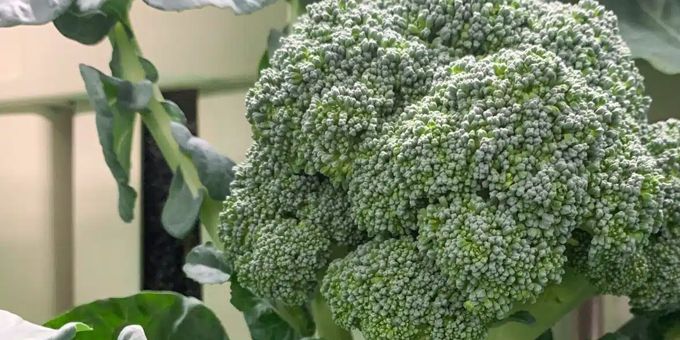 Hydroponic Broccoli – Seed to Harvest Trials