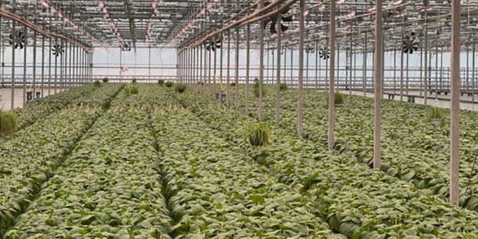 Harnessing the Power of Light Intensity and Spectrum for Propagation and Cut Flower Production