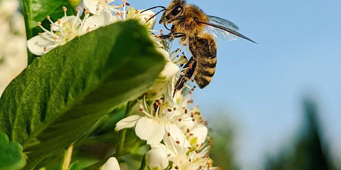 Exploring the Latest Tech Aimed at Helping Pollinators