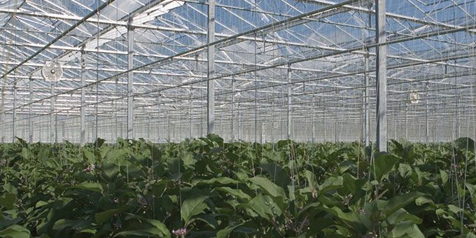 The Benefits of an Automated Greenhouse in Commercial Growing