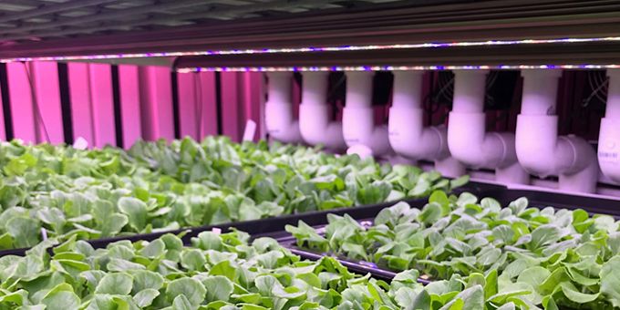 Oasis Springs Farm: How the Right LED Grow Lights Can Improve Crop Quality and Increase Production up to 33% in Shipping Containers