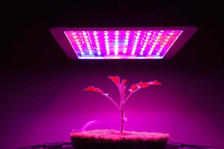 Decoding LED Grow Lights: Beyond the Numbers